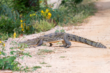 Mugger crocodile or Crocodylus palustris walking on the ground