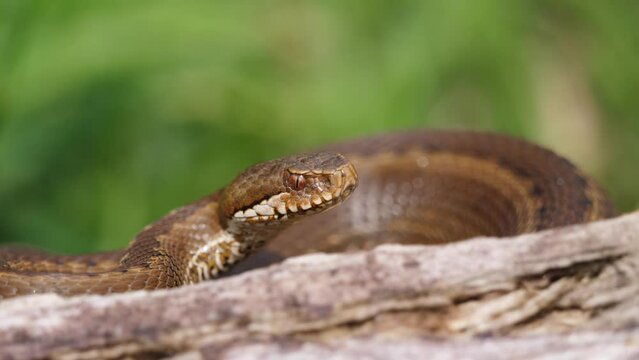 Seoane's viper or Cantabrian viper (Vipera seoanei) .Alert female viper displays threatening behavior.