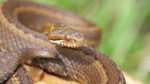 Seoane's viper or Cantabrian viper (Vipera seoanei) Very poisonous snake threatening