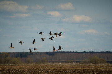 A huge flock of wild geese flies over the field against the blue sky