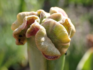 young seedbud of a tulip - 502472915