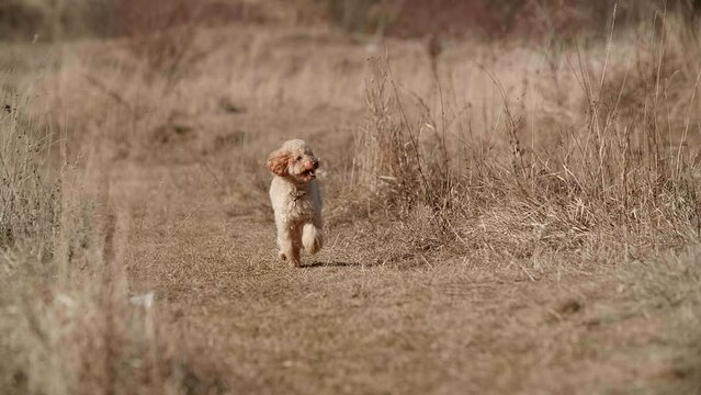 Little cute toy poodle dog running fast in a spring field at slow motion, His face is smiling. Sun is shining. A Field is covered with yellow grass. Apricot fur fluttering in. Full HD