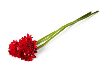 Red Gerber Daisy with long green stem isolated on white background