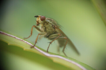 mouche