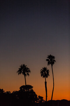 Silhouette of palm trees vertical frame