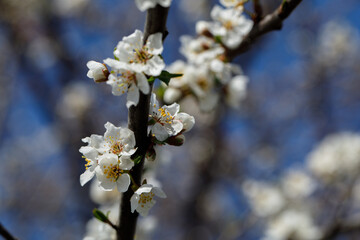 Beautiful apple blossom white flower