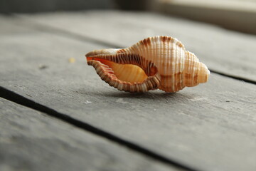 Summer travel concept. Sea shell on an old vintage table.