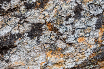 Gray rock surface with colorful lichens for background or texture
