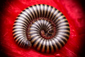 Closeup beautiful red centipede on the ground.     