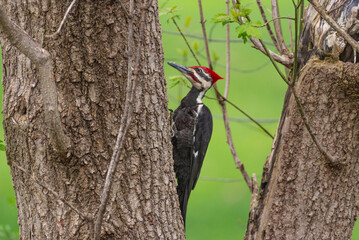 Pileated woodpecker perched on tree trunk in spring