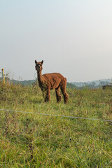 Alpaca Standing in a Pasture Munching Grass