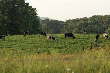 Holstein Dairy Cows Grazing in a Field