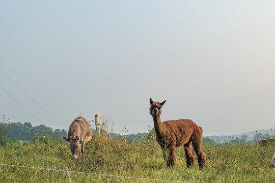Alpaca and Donkey Grazing Together in a Pasture on a Hill