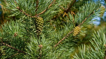 Fluffy pine branch with long green needles with cones in summer. The concept of love for nature, protection of nature, care for the world around.