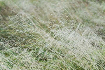 A fluffy cloud of white dry grass that has faded in the sun is leaning in the wind. Background, selective focus.