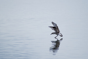 gaviota karoro o lomo negro, gaviota dominicana  joven volando en descenso al mar  con las alas estiradas hacia adelante reflejada en el agua del mar  de la Patagonia 