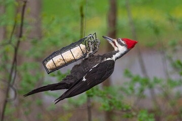 Pileated woodpecker feeding from suet feeder in spring