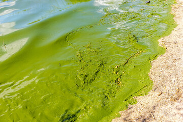 Lake eater with blue algie bacteria lake contamination