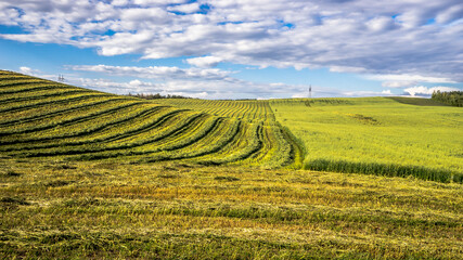 Windrows of hay at hilly farm field and cloud sky background in rural Alberta