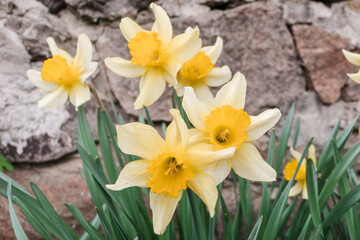 Fototapeta na wymiar Beautiful fresh spring daffodils out in the Springtime.