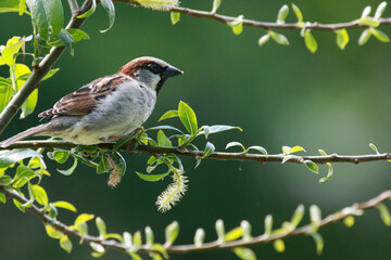 Bird perched on a branch