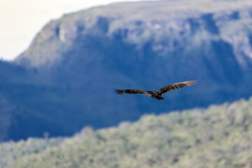 Fototapeta na wymiar A Turkey Vulture flying over the mountains at dusk. Species Cathartes aura. Animal world. bird lover. Birdwatching. birding.