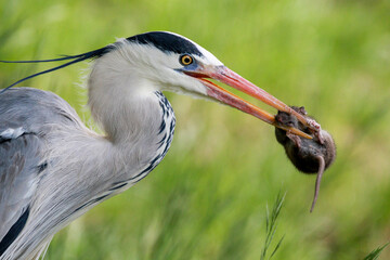 close up of heron eats a mouse
