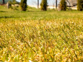 Trawnik przed domem