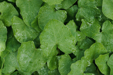 Green leaves with water drops