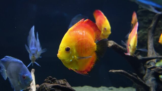 Orange Fish discus and blue fish discus swimming in aquarium. Beautiful colorful fishes swimming in coral.Wildlife relaxing concept.Meditative video for spa,cafe and waiting room.Tropical colourful