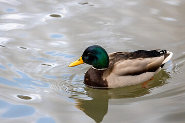 Male mallard duck floating on a lake.