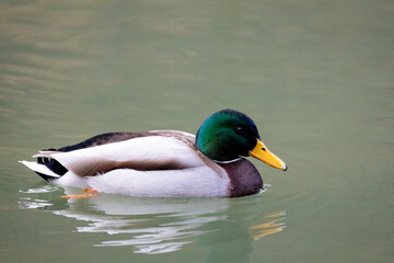 Male mallard duck floating on a lake.