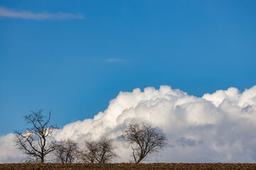 Trees on foreground of blue sky with clouds at a sunny day.