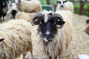 Herd of sheep in sheepfold. Flock of domestic sheep in livestock farm. Sheep, ram and lambs in barn. Sheep pen on a farm in a village. 