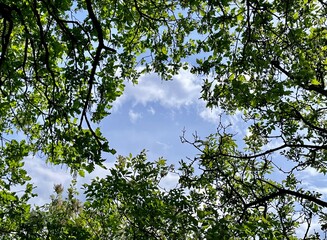 branches against blue sky