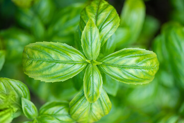 Fresh green basil on dark background close-up. Basil green leaves delicious vegetarian natural seasoning for food green background.