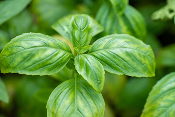 Green basil on green background close-up, seasoning for natural food. Basil growing on bed is fresh organic product with aromatic macro smell.