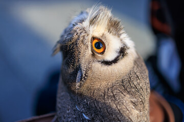 Closeup owl looking straight up with intense yellow eyes