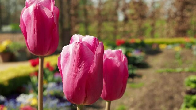 Multicolored tulips. Tulips of different colors. Flowerbed of tulips