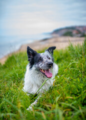 Portrait of a happy Border Collie dog lying on the grass in outdoors with beach background. Dog with tongue out.