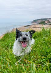 Portrait of a happy Border Collie dog lying on the grass in outdoors with beach background. Dog with tongue out.
