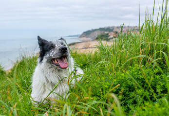 Portrait of a happy Border Collie dog lying on the grass in outdoors with beach background. Dog with tongue out.