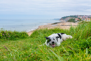Fototapeta premium Portrait of a happy Border Collie dog lying on the grass in outdoors with beach background. 