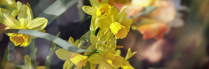 Amazing Yellow Daffodils flower field in the sunlight. The perfect image for spring background, flower landscape.