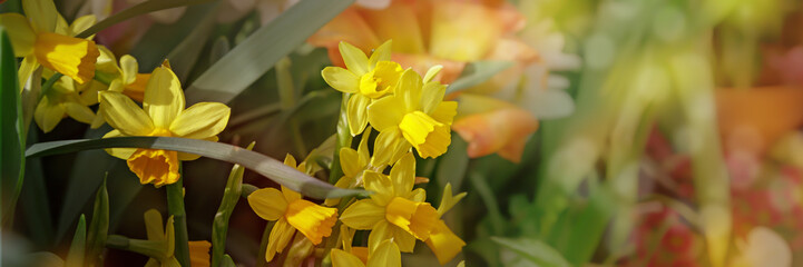 Narcissus on a background of juicy greenery. Background of white spring flowers