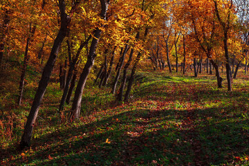 Fototapeta premium Colorful park in the autumn . Walnut trees in the fall season 