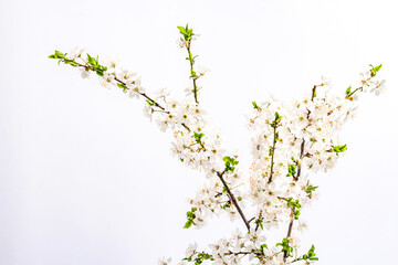 Blooming cherry plum branches isolated on white background. Festive greeting card