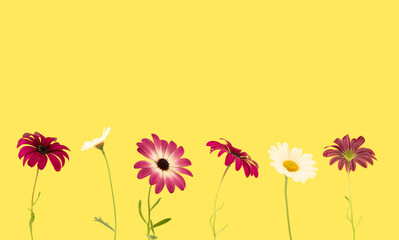 Beautiful daisies flowers on bright yellow background. Minimal spring or summer flowers idea. Blooming concept. Copy space.