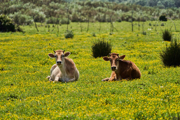 Vaches