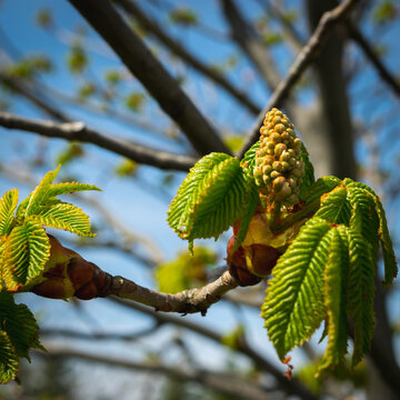 Vibrant Green Budding Tree